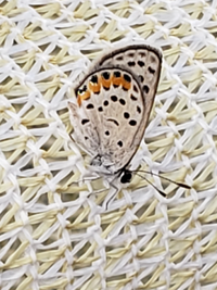 Lupine Blue Plebejus lupini (Boisduval, 1869)