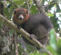 Eulemur mongoz (Linnaeus, 1766)