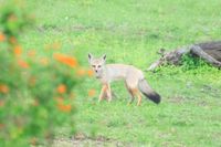 Bengal Fox: Vanishing Jewel of the Grassland