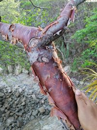 Bursera schlechtendalii Engl.