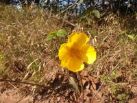 Cochlospermum regium (Schrank) Pilg., Plants of the World Online