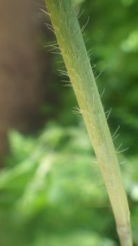 Rottboellia cochinchinensis (Lour.) Clayton by terragriwikwio1 on 1 March  2018