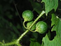 Sarzedo Ecologia: Juá (Solanum aculeatissimum)