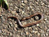 Cobra-d'água (Pseudoeryx plicatilis).