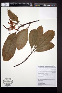 Strophanthus caudatus, Echites caudatus, Strophanthus dichotomus