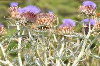 Image of cardoon