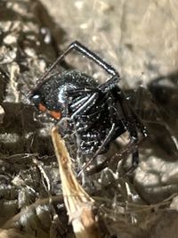 Latrodectus - Wikipedia