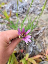 Image of salsify