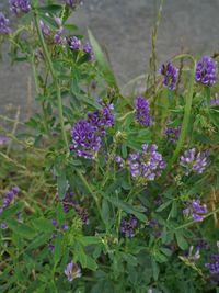 Image of alfalfa