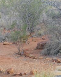 Dingo (Subspecies Canis familiaris dingo) · iNaturalist