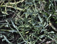 Image of samphire