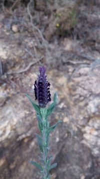 Image of French lavender