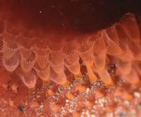 Watersipora subtorquata (d'Orbigny, 1852)