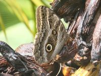 Caligo illioneus