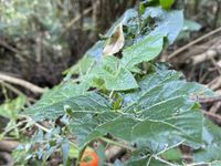 Solanum capsicoides - Cockroach Berry - Mata-cavalo (Solanaceae