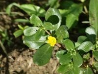 Image of purslane