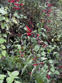 Image of pineapple sage