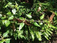 Image of tree nettle