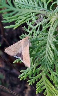 Helicoverpa punctigera - Wikipedia