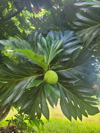 Image of breadfruit