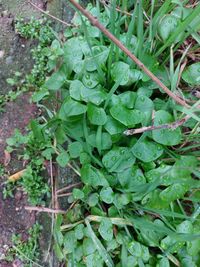 Image of miner's lettuce