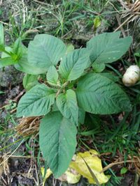 Image of slender amaranth