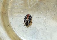 common carpet beetle - Anthrenus scrophulariae (Linnaeus)