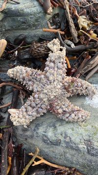 Pisaster giganteus - Wikipedia