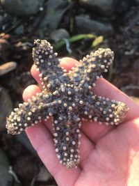 Pisaster giganteus - Wikipedia