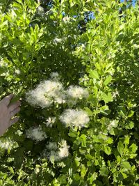 Fiore di Baccharis halimifolia