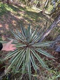 Agave angustifolia Haw.