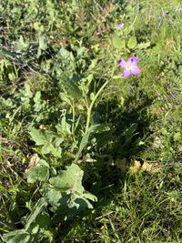 Image of radish