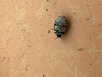 Varied Carpet Beetle - Anthrenus verbasci - International