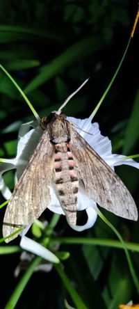 The Convolvulus Hawk-moth (Agrius - Butterfly Conservation