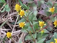 Acmella uliginosa - Marsh Para Cress