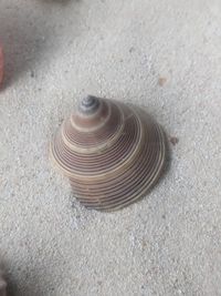 gbif image for Calliostoma javanicum