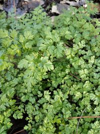 Image of chervil