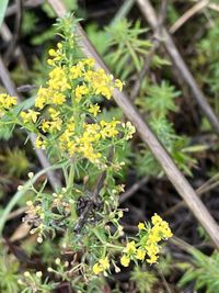 Image of lady's bedstraw