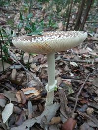 amanita pantherina