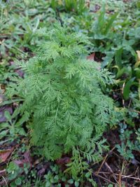 Observation: Artemisia annua L. (marlonschenker00 Sep 27, 2022) Useful  plants - Pl@ntNet identify