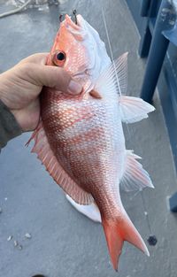 Fish of Florida: Red Snapper (Lutjanus campechanus) Species