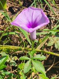 Ipomoea cairica - Railway Creeper