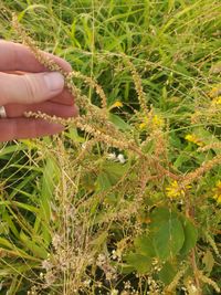 Image of spiny amaranth