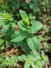 Image of spearmint