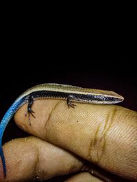 FAUNA E FLORA DO RN: Lagarto-de-cauda-azul Micrablepharus maximiliani  (REINHARDT & LÜTKEN, 1862) ; Fauna do Rio Grande do Norte.