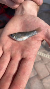 Poecilia latipinna – Discover Fishes