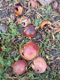 Image of pomegranate