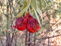 Photo by cinclosoma via iNaturalist (Copyright cinclosoma)