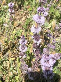 Image of pennyroyal