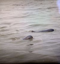 Morphological features of Irrawaddy dolphin (Orcaella brevirostris)